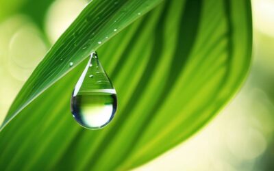 Na co są pomocne elektrolity w organizmie?