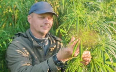 Białko konopne jak jeść na co dzień?