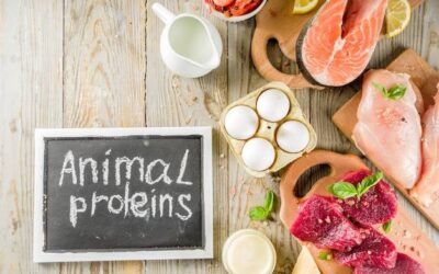 Białko zwierzęce w jakich produktach można je znaleźć?