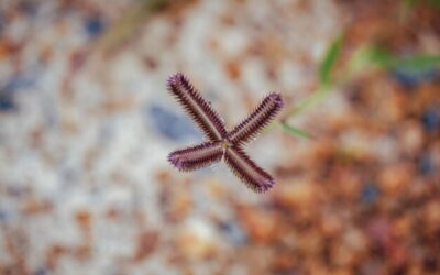 Jak obliczyć makro i mikro w codziennej diecie?