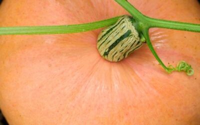 Jak obliczyć makro na masę, by wspierać budowę mięśni?