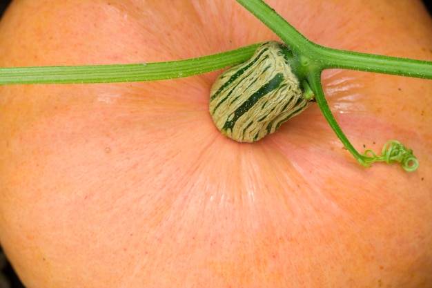 Jak obliczyć makro na masę, by wspierać budowę mięśni?